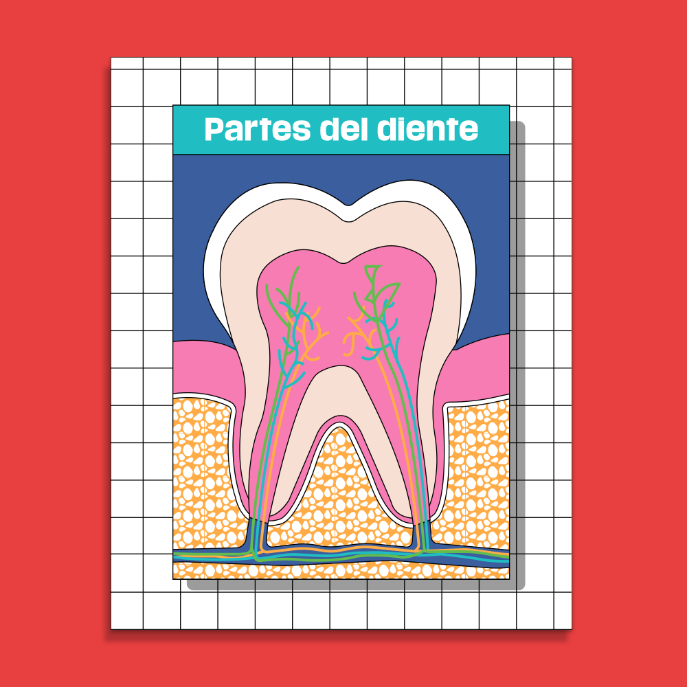 Ilustración partes del diente